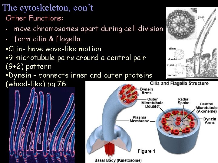 The cytoskeleton, con’t Other Functions: • move chromosomes apart during cell division • form The cytoskeleton, con’t Other Functions: • move chromosomes apart during cell division • form