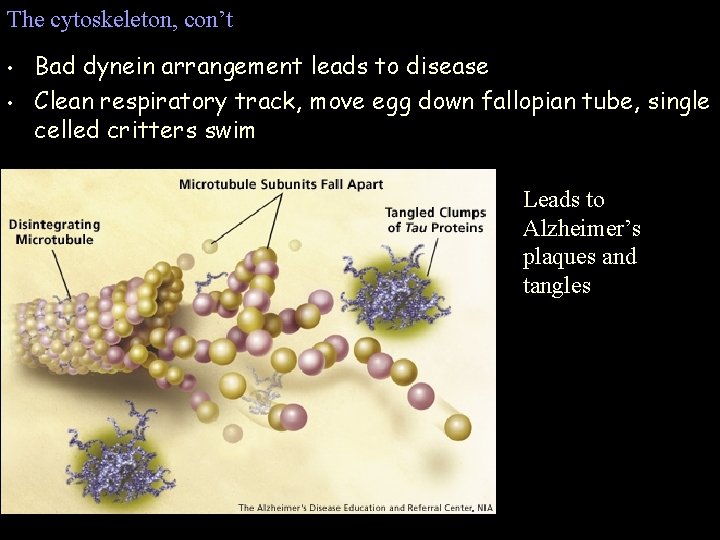 The cytoskeleton, con’t • • Bad dynein arrangement leads to disease Clean respiratory track, The cytoskeleton, con’t • • Bad dynein arrangement leads to disease Clean respiratory track,
