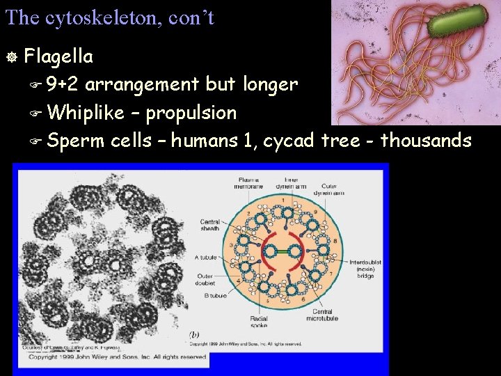 The cytoskeleton, con’t ] Flagella F 9+2 arrangement but longer F Whiplike – propulsion