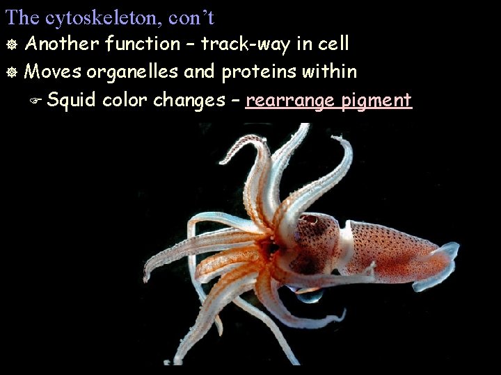 The cytoskeleton, con’t Another function – track-way in cell ] Moves organelles and proteins
