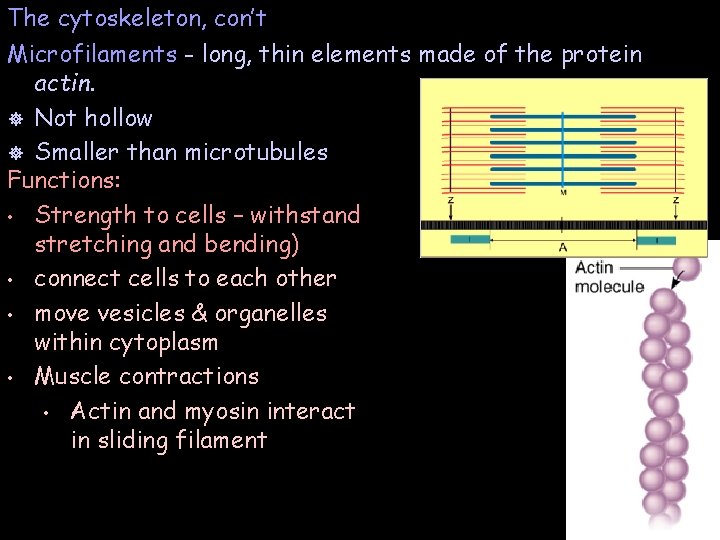The cytoskeleton, con’t Microfilaments - long, thin elements made of the protein actin. ]