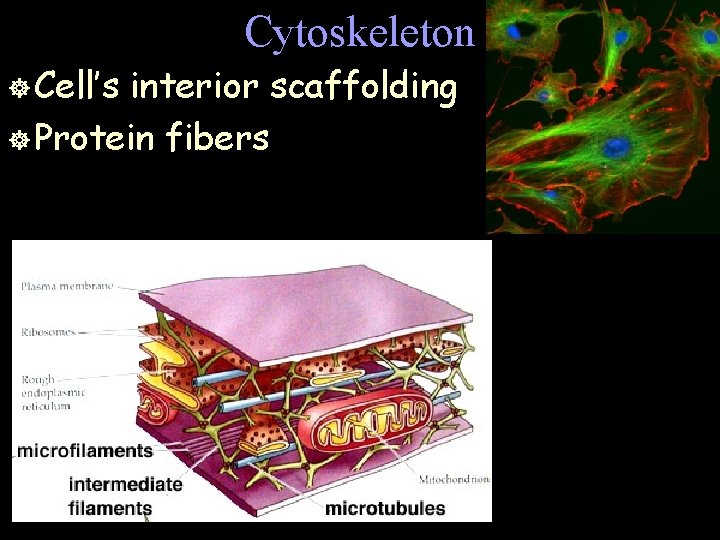 Cytoskeleton ] Cell’s interior scaffolding ] Protein fibers 