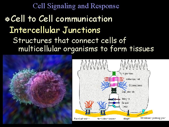 Cell Signaling and Response ] Cell to Cell communication Intercellular Junctions Structures that connect