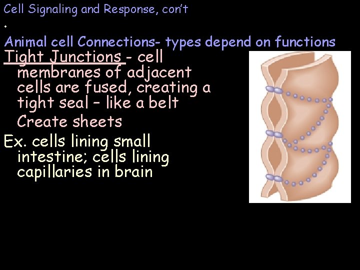 Cell Signaling and Response, con’t . Animal cell Connections- types depend on functions Tight Cell Signaling and Response, con’t . Animal cell Connections- types depend on functions Tight