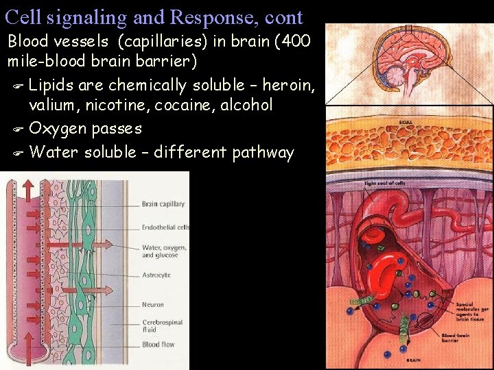 Cell signaling and Response, cont Blood vessels (capillaries) in brain (400 mile-blood brain barrier) Cell signaling and Response, cont Blood vessels (capillaries) in brain (400 mile-blood brain barrier)