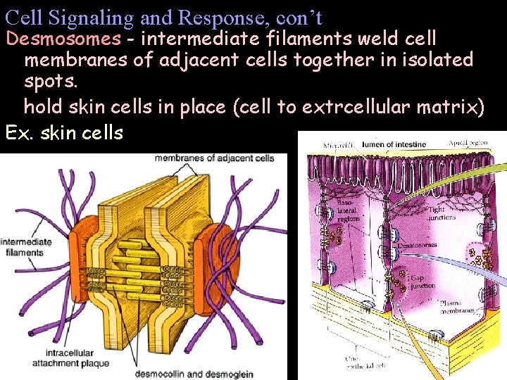 Cell Signaling and Response, con’t Desmosomes - intermediate filaments weld cell membranes of adjacent Cell Signaling and Response, con’t Desmosomes - intermediate filaments weld cell membranes of adjacent