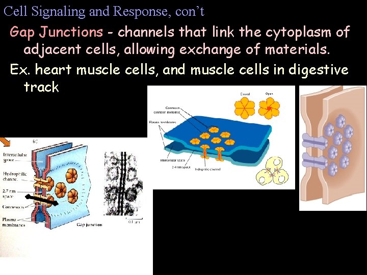 Cell Signaling and Response, con’t Gap Junctions - channels that link the cytoplasm of Cell Signaling and Response, con’t Gap Junctions - channels that link the cytoplasm of