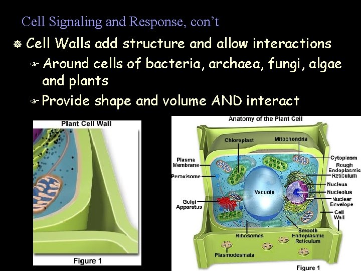 Cell Signaling and Response, con’t ] Cell Walls add structure and allow interactions F