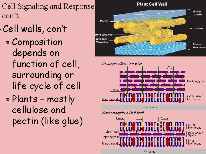 Cell Signaling and Response, con’t ] Cell walls, con’t F Composition depends on function