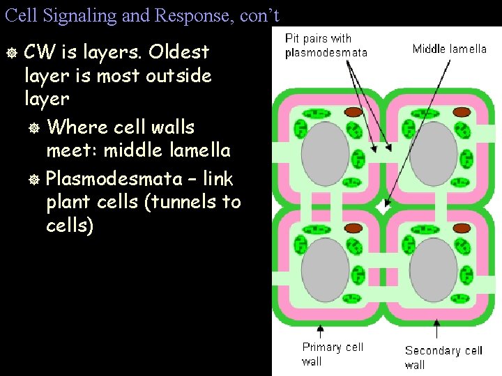 Cell Signaling and Response, con’t ] CW is layers. Oldest layer is most outside