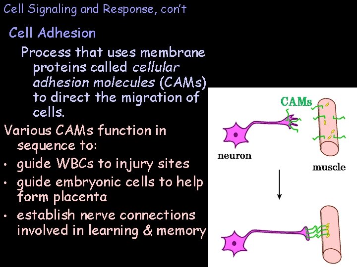 Cell Signaling and Response, con’t Cell Adhesion Process that uses membrane proteins called cellular Cell Signaling and Response, con’t Cell Adhesion Process that uses membrane proteins called cellular