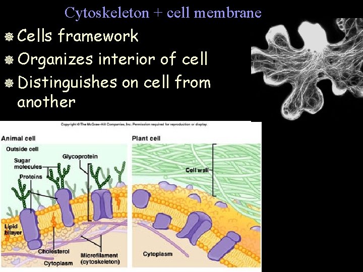 Cytoskeleton + cell membrane ] Cells framework ] Organizes interior of cell ] Distinguishes