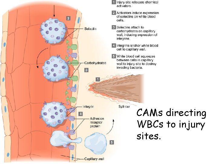 CAMs directing WBCs to injury sites. CAMs directing WBCs to injury sites.