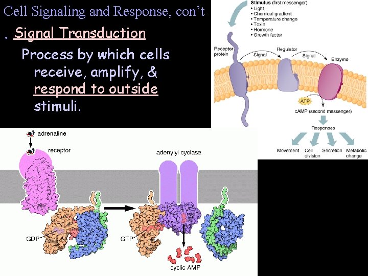 Cell Signaling and Response, con’t . Signal Transduction Process by which cells receive, amplify, Cell Signaling and Response, con’t . Signal Transduction Process by which cells receive, amplify,