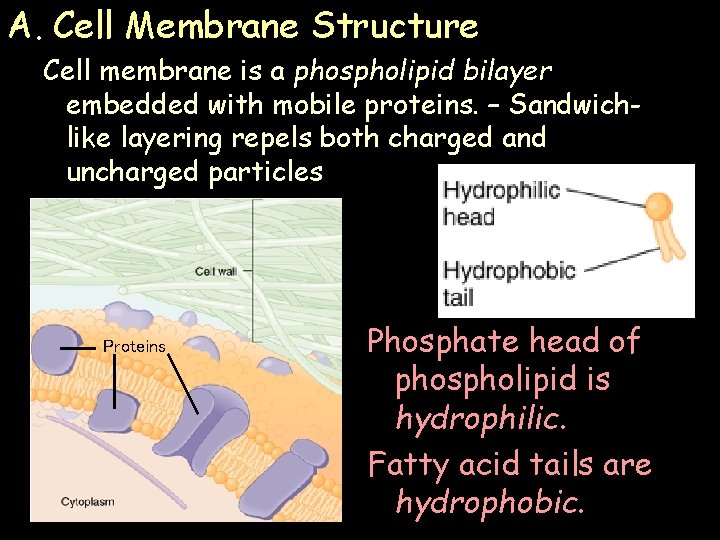 A. Cell Membrane Structure Cell membrane is a phospholipid bilayer embedded with mobile proteins. A. Cell Membrane Structure Cell membrane is a phospholipid bilayer embedded with mobile proteins.