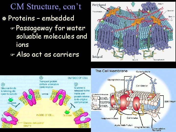CM Structure, con’t ] Proteins – embedded F Passageway for water soluable molecules and