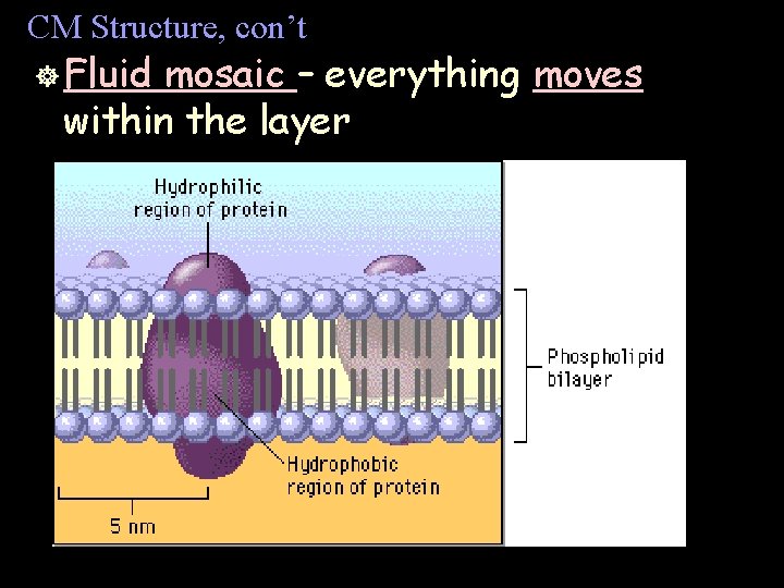 CM Structure, con’t ] Fluid mosaic – everything moves within the layer 