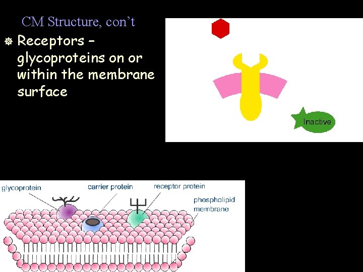 CM Structure, con’t ] Receptors – glycoproteins on or within the membrane surface 
