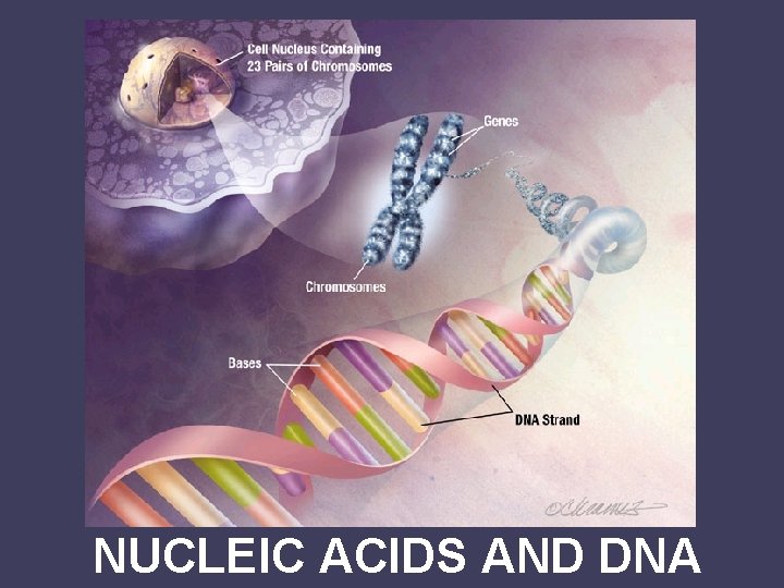 Nucleic Acids NUCLEIC ACIDS AND DNA 