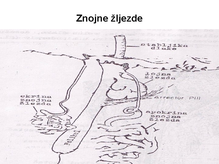 Znojne žljezde 