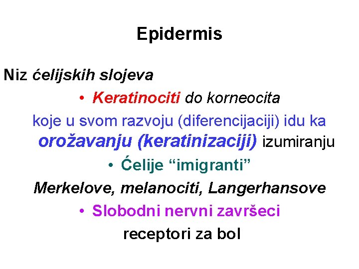 Epidermis Niz ćelijskih slojeva • Keratinociti do korneocita koje u svom razvoju (diferencijaciji) idu