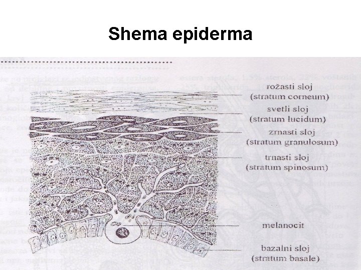 Shema epiderma 