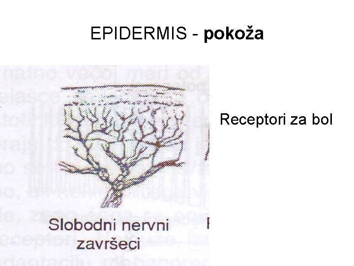 EPIDERMIS - pokoža Receptori za bol 