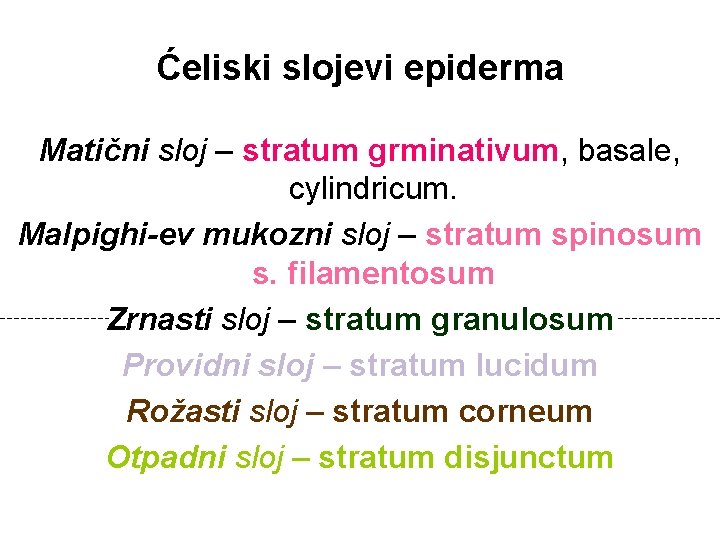 Ćeliski slojevi epiderma Matični sloj – stratum grminativum, basale, cylindricum. Malpighi-ev mukozni sloj –