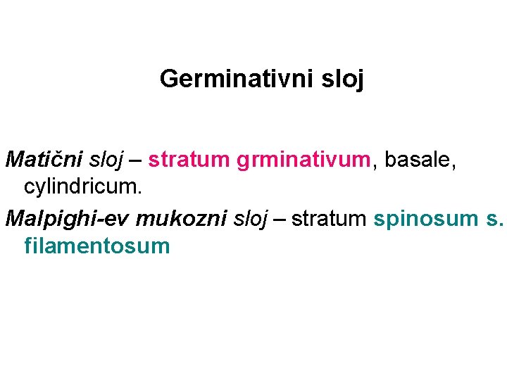 Germinativni sloj Matični sloj – stratum grminativum, basale, cylindricum. Malpighi-ev mukozni sloj – stratum