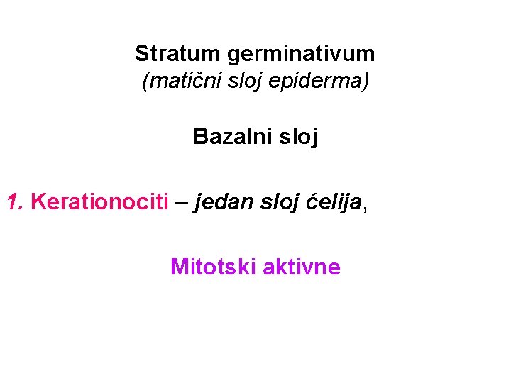 Stratum germinativum (matični sloj epiderma) Bazalni sloj 1. Kerationociti – jedan sloj ćelija, Mitotski