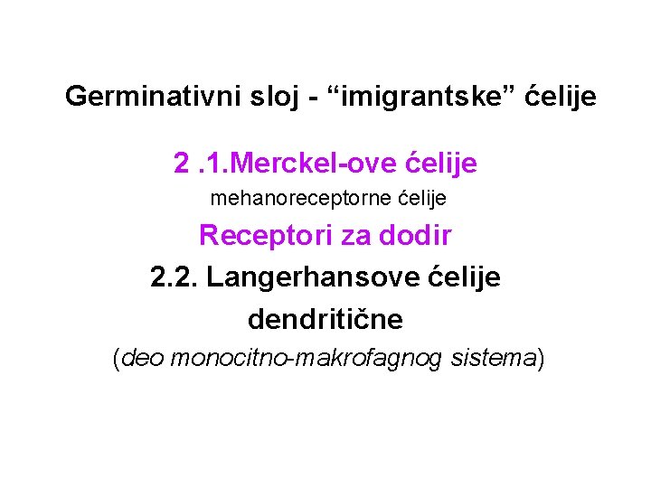 Germinativni sloj - “imigrantske” ćelije 2. 1. Merckel-ove ćelije mehanoreceptorne ćelije Receptori za dodir