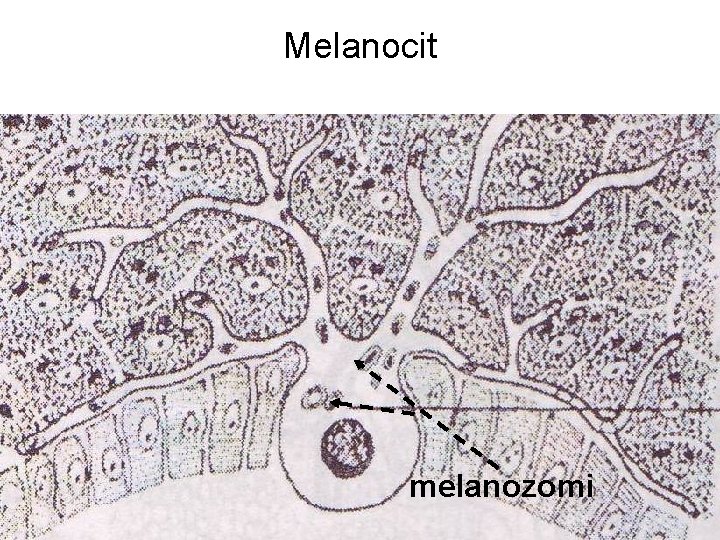 Melanocit melanozomi 