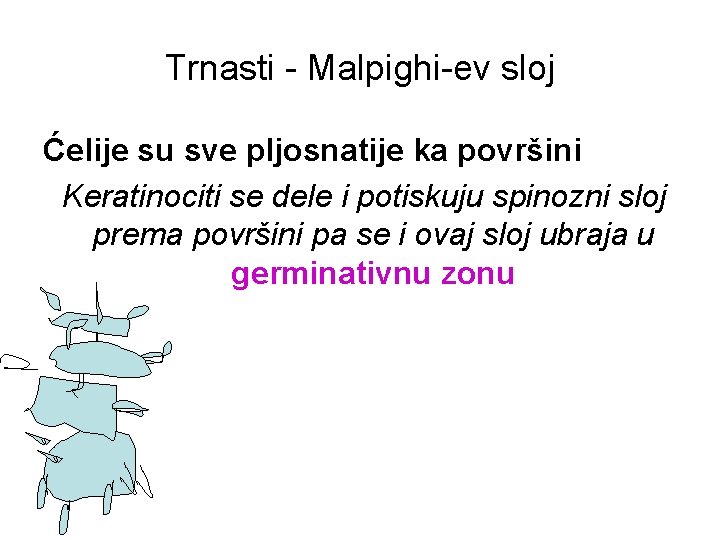 Trnasti - Malpighi-ev sloj Ćelije su sve pljosnatije ka površini Keratinociti se dele i