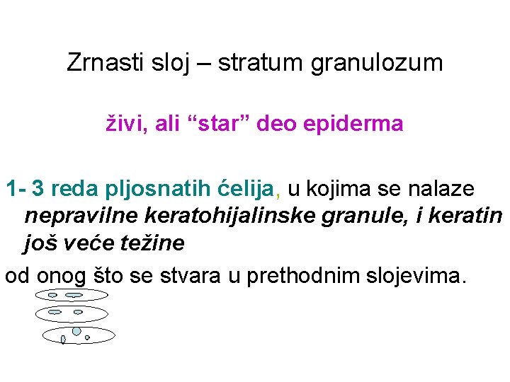 Zrnasti sloj – stratum granulozum živi, ali “star” deo epiderma 1 - 3 reda