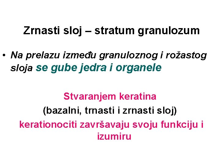 Zrnasti sloj – stratum granulozum • Na prelazu između granuloznog i rožastog sloja se