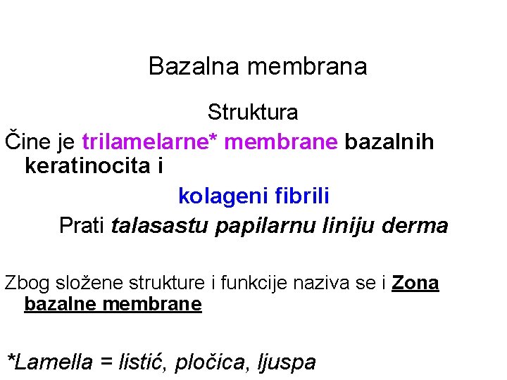 Bazalna membrana Struktura Čine je trilamelarne* membrane bazalnih keratinocita i kolageni fibrili Prati talasastu