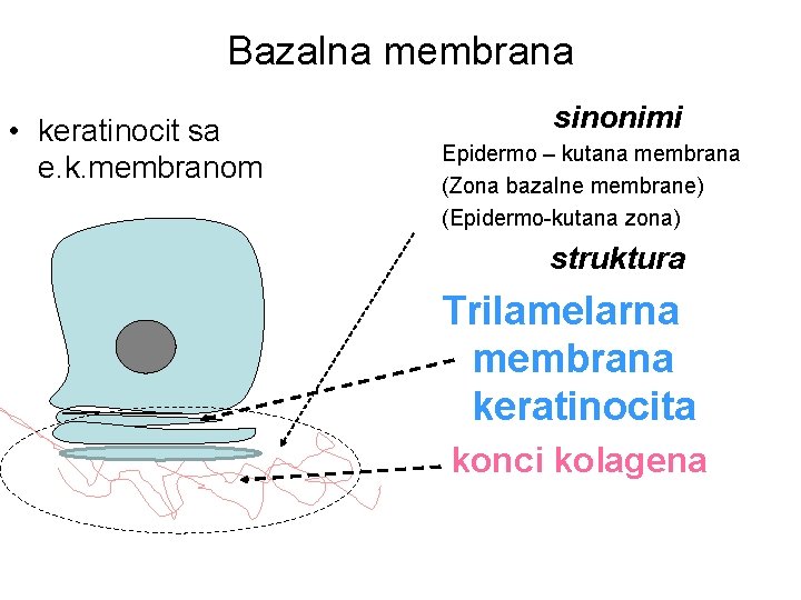 Bazalna membrana • keratinocit sa e. k. membranom sinonimi Epidermo – kutana membrana (Zona