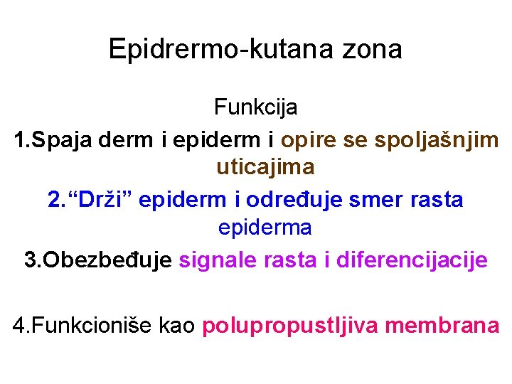 Epidrermo-kutana zona Funkcija 1. Spaja derm i epiderm i opire se spoljašnjim uticajima 2.