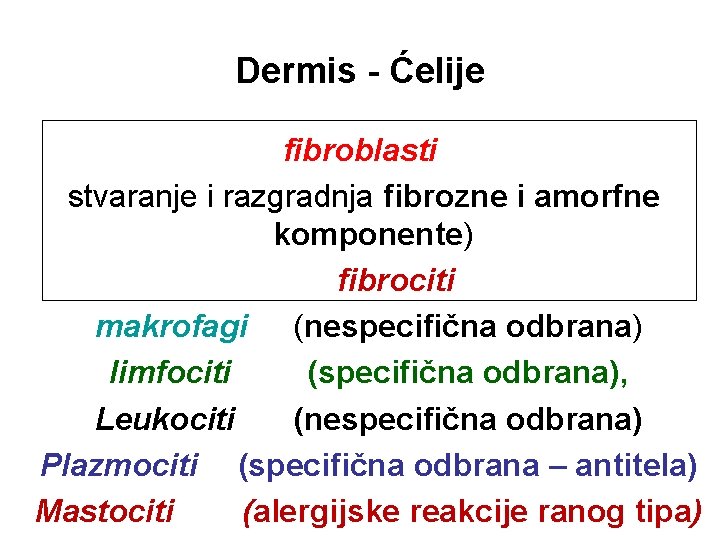 Dermis - Ćelije fibroblasti stvaranje i razgradnja fibrozne i amorfne komponente) fibrociti makrofagi (nespecifična
