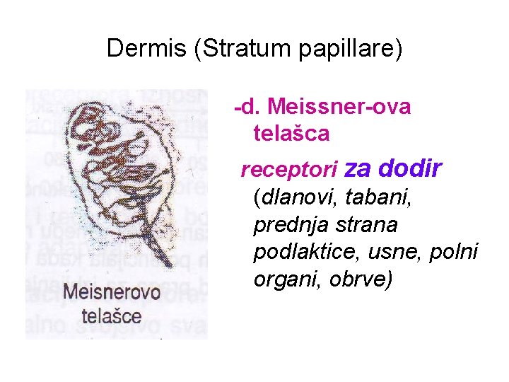 Dermis (Stratum papillare) -d. Meissner-ova telašca receptori za dodir (dlanovi, tabani, prednja strana podlaktice,