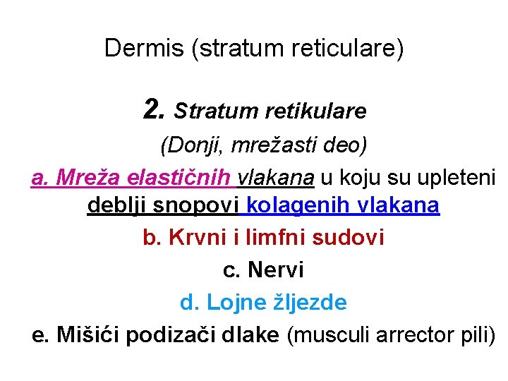 Dermis (stratum reticulare) 2. Stratum retikulare (Donji, mrežasti deo) a. Mreža elastičnih vlakana u