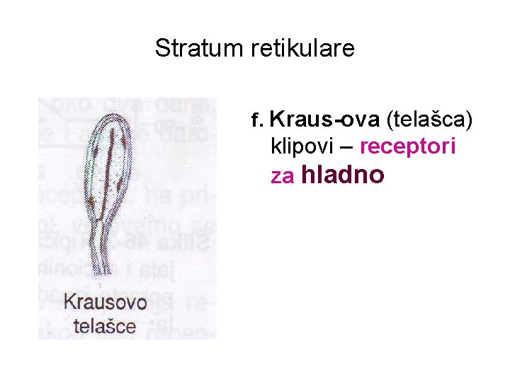 Stratum retikulare f. Kraus-ova (telašca) klipovi – receptori za hladno 
