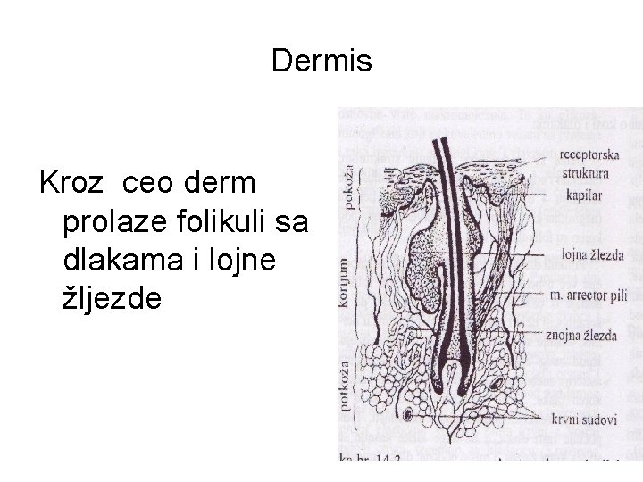 Dermis Kroz ceo derm prolaze folikuli sa dlakama i lojne žljezde 