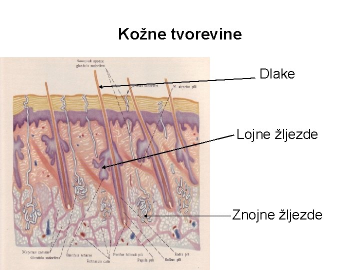 Kožne tvorevine Dlake Lojne žljezde Znojne žljezde 