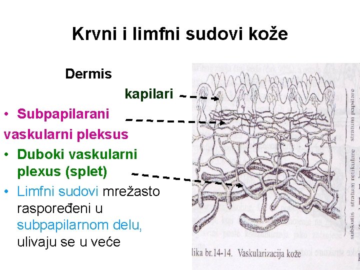 Krvni i limfni sudovi kože Dermis kapilari • Subpapilarani vaskularni pleksus • Duboki vaskularni