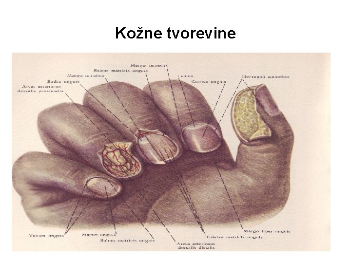 Kožne tvorevine 