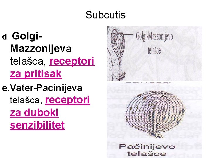 Subcutis d. Golgi- Mazzonijeva telašca, receptori za pritisak e. Vater-Pacinijeva telašca, receptori za duboki