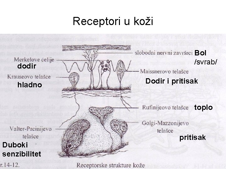 Receptori u koži dodir hladno Bol /svrab/ Dodir i pritisak toplo Duboki senzibilitet pritisak