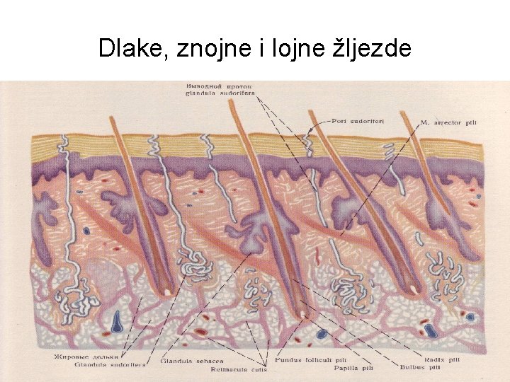 Dlake, znojne i lojne žljezde 