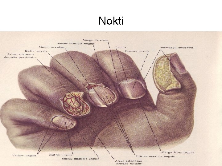 Nokti 